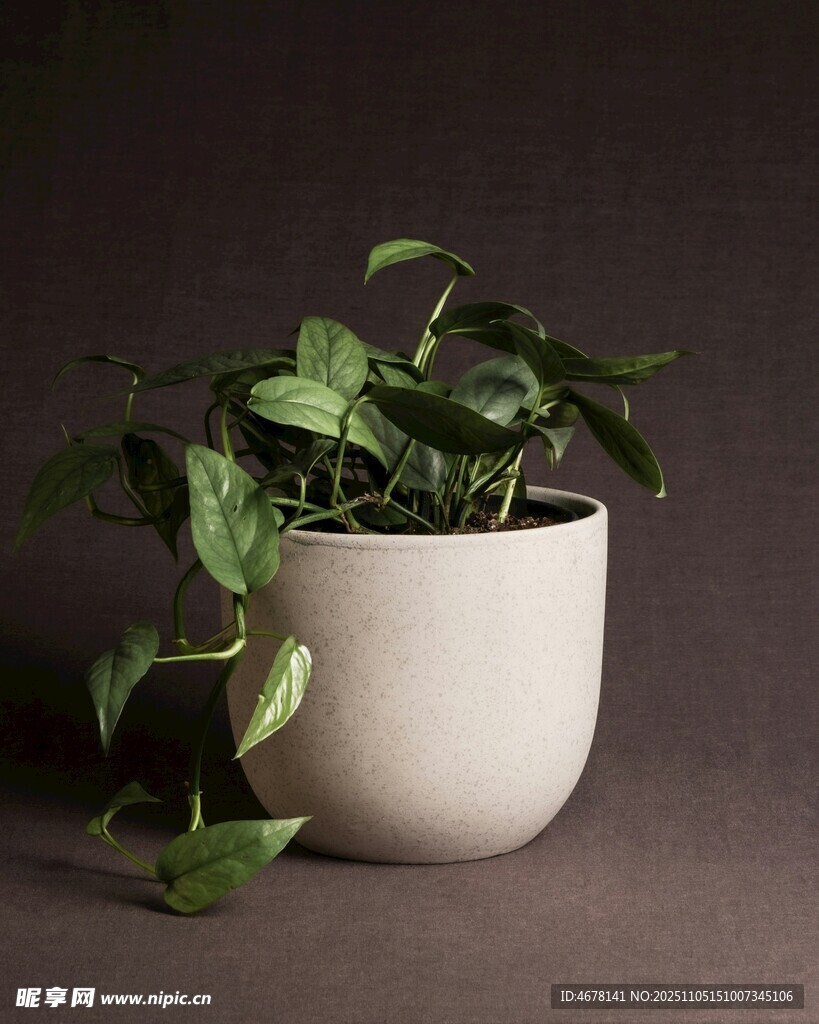 白色花盆中的綠植