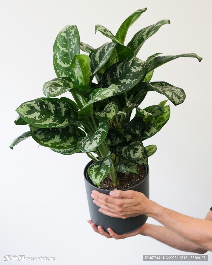 手持綠植展現清新生機