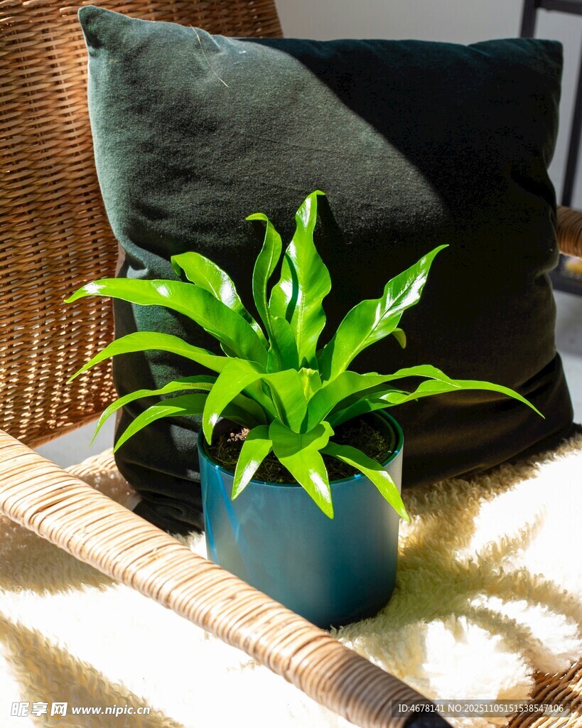 藍(lán)盆綠植搭配舒適抱枕