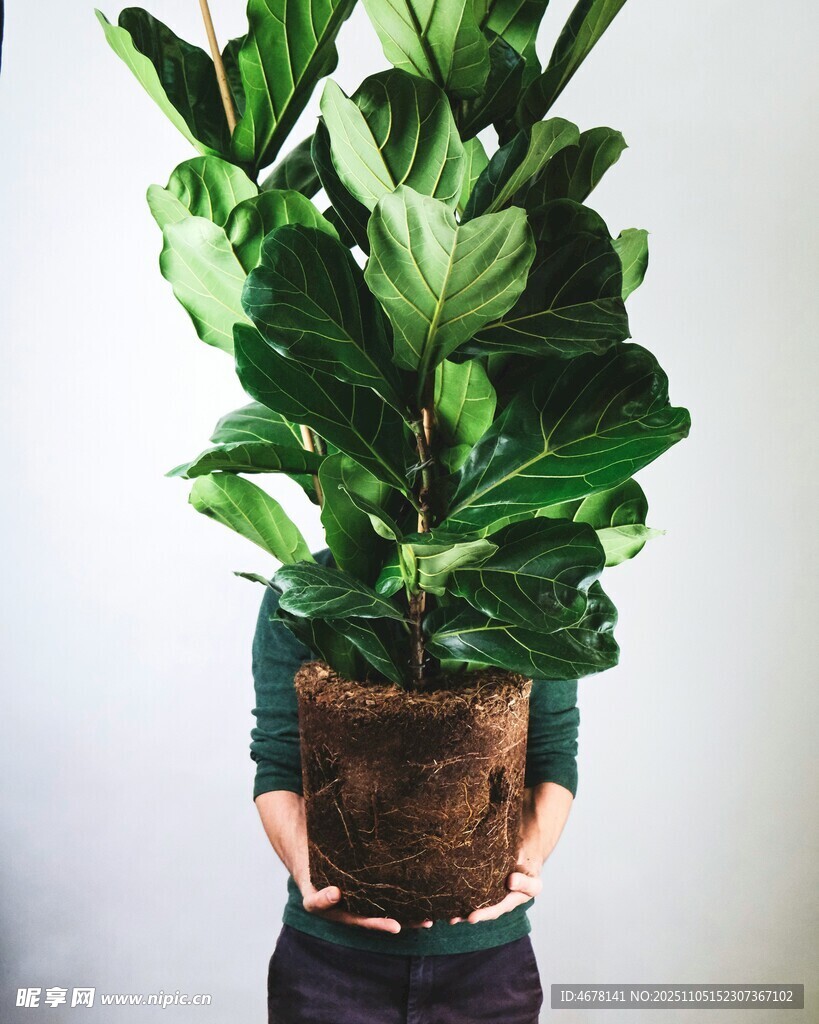 手持琴葉榕盆栽