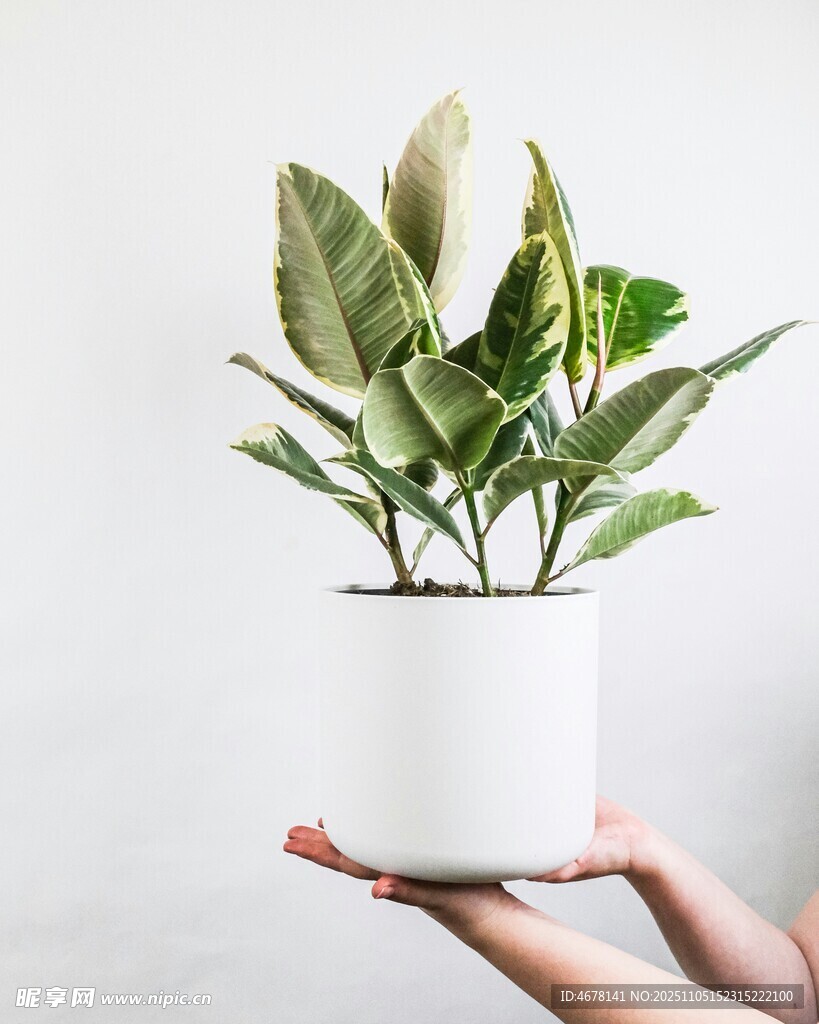 手捧綠植清新自然之美