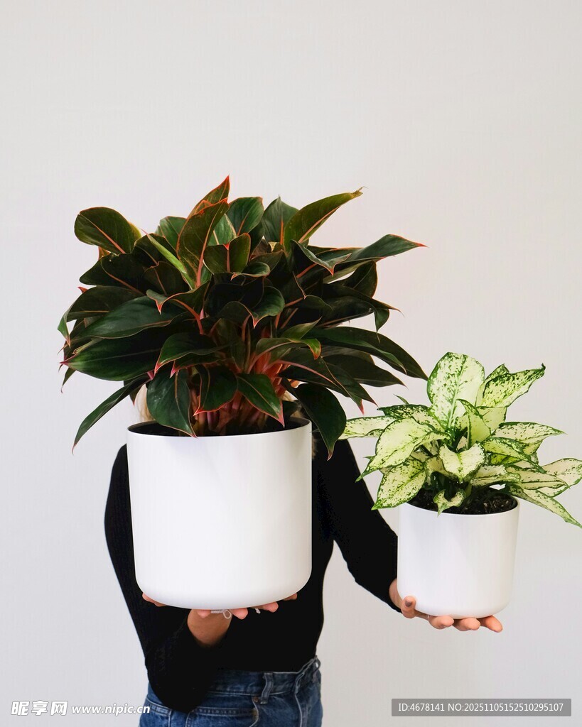 手持綠植盆栽展示