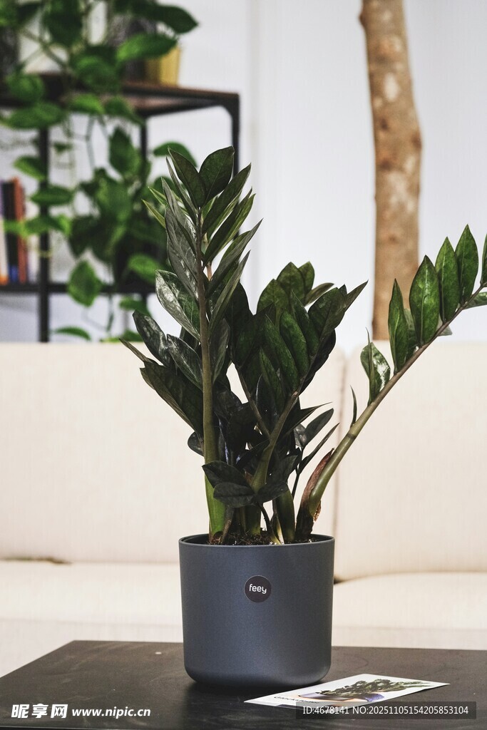 室內(nèi)灰盆綠植生機(jī)勃勃