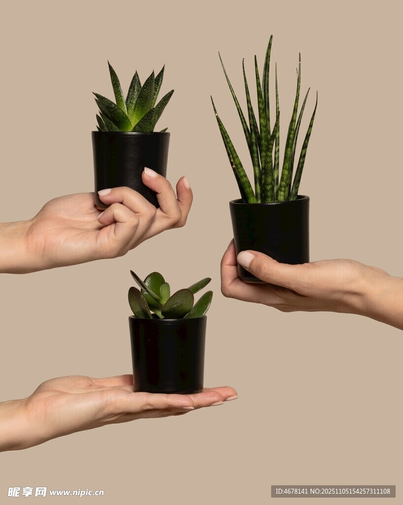 手捧迷你盆栽展示圖