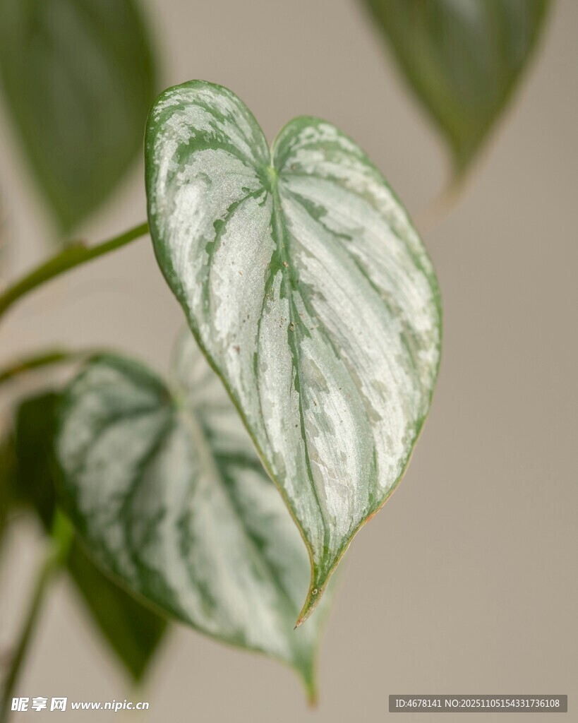 心形斑紋綠植特寫
