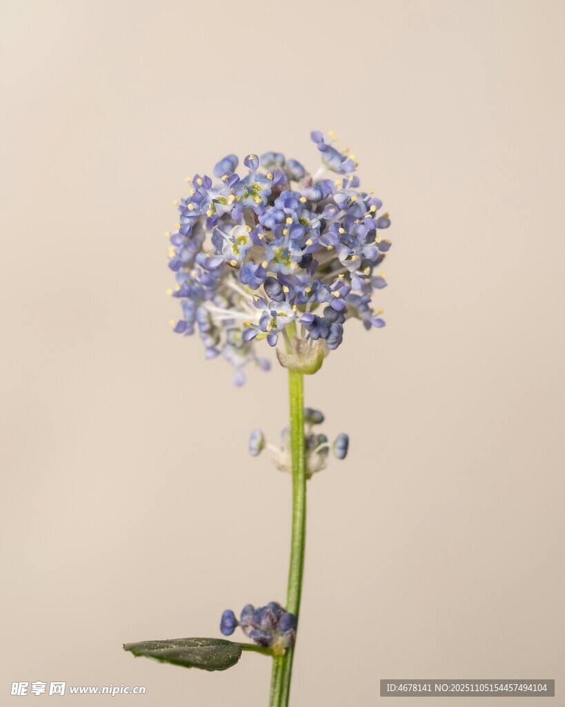 藍紫色小花特寫