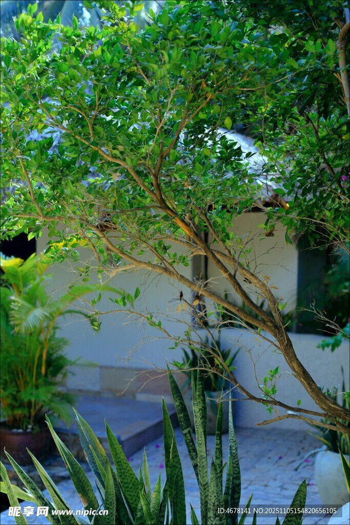 庭院中的繁茂綠植景觀(guān)