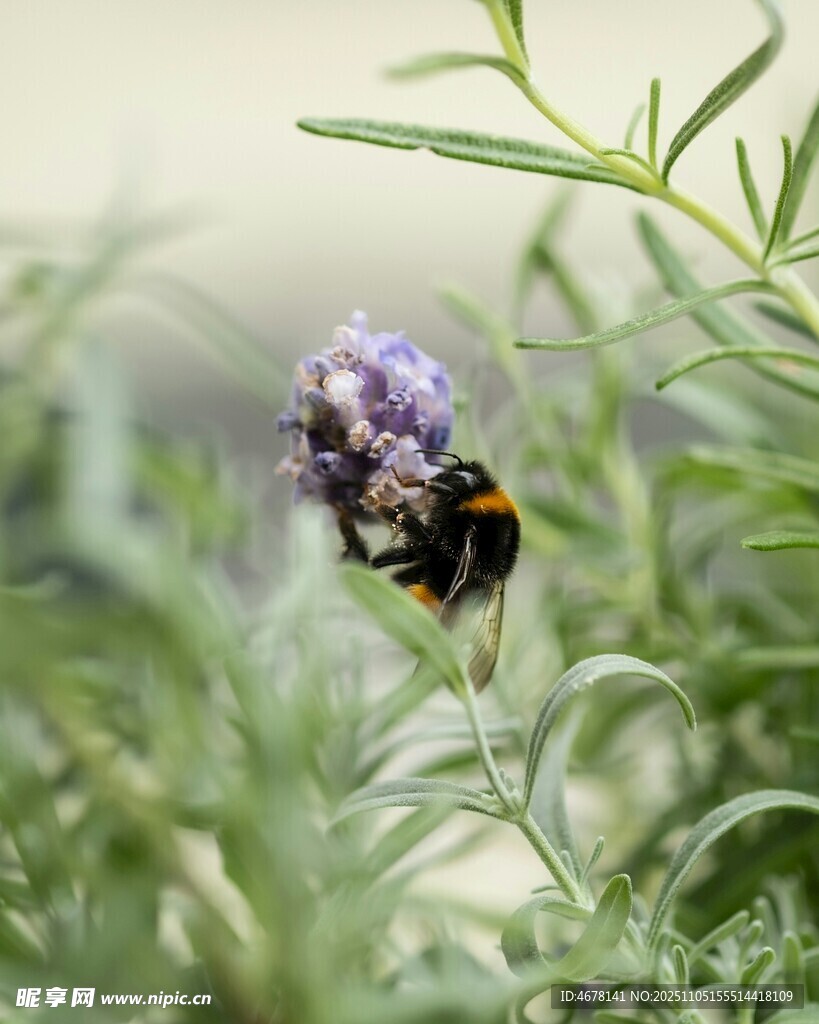 蜜蜂停駐紫色花朵上