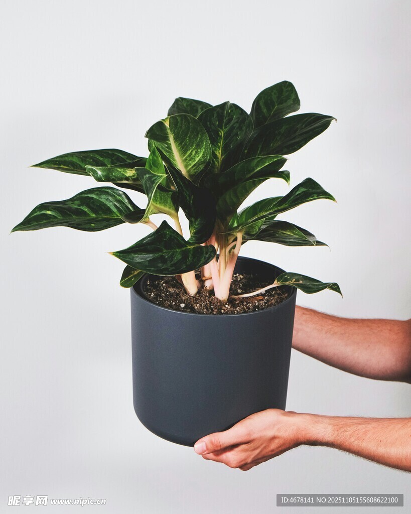 手持灰盆綠植展示圖