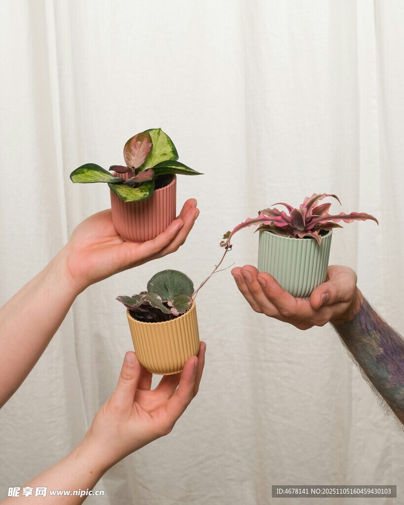 雙手捧綠植展示清新畫面