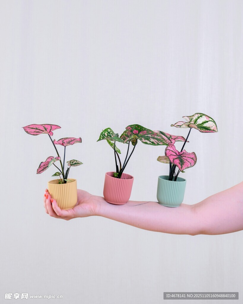 手捧多彩盆栽花卉