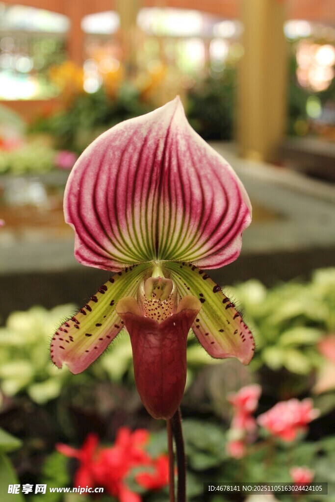 美麗兜蘭綻放于花叢間