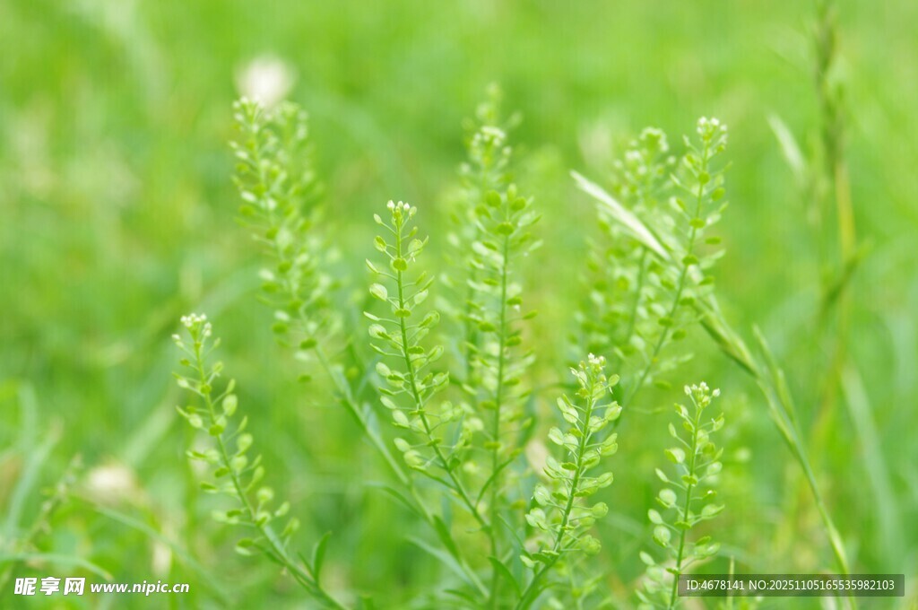 嫩綠草叢中的清新小植物
