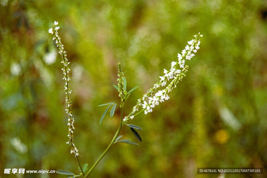 野外綻放的白色小花