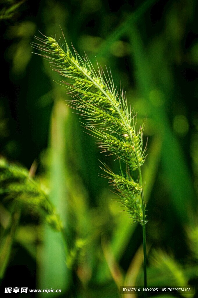 嫩綠狗尾草特寫