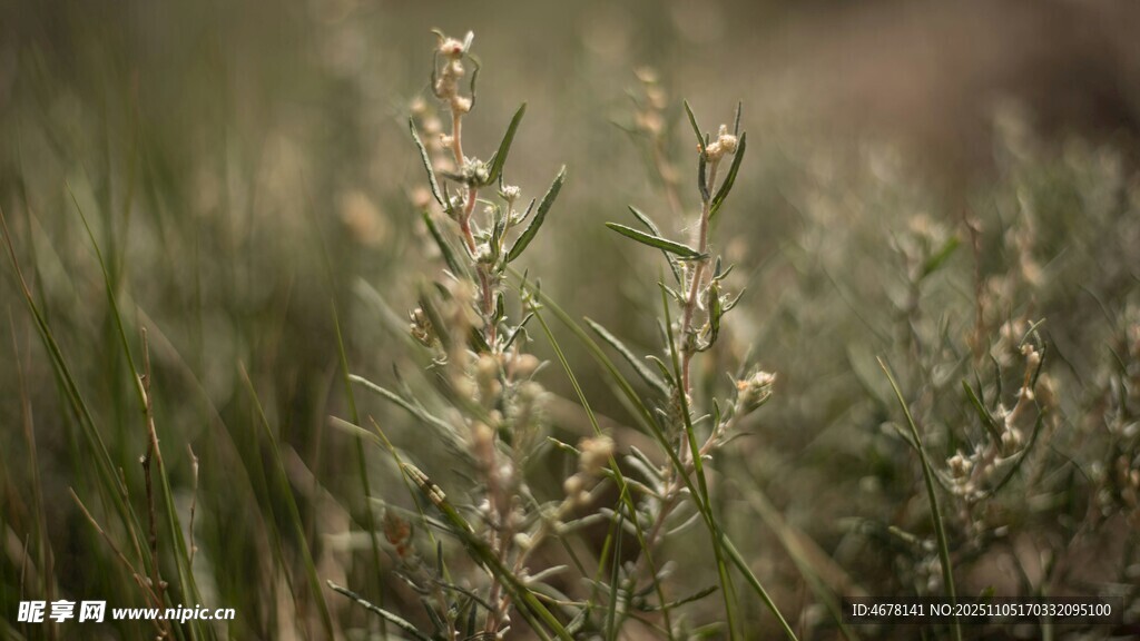 野外叢生的綠色植物