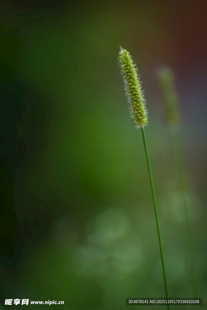 一株嫩綠狗尾草特寫