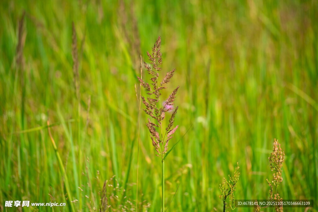翠綠草叢中的紫色小花