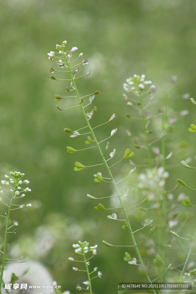 嫩綠植物特寫(xiě)