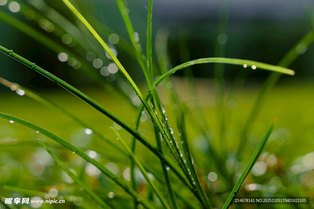 清晨帶露的嫩綠青草