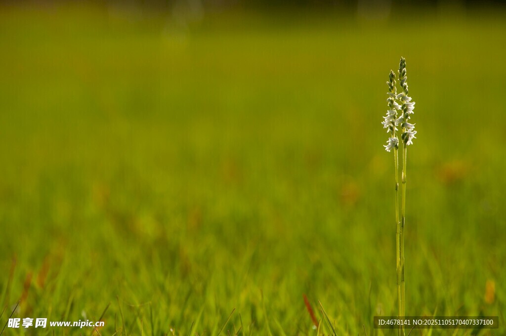 獨株草于綠草地中挺立