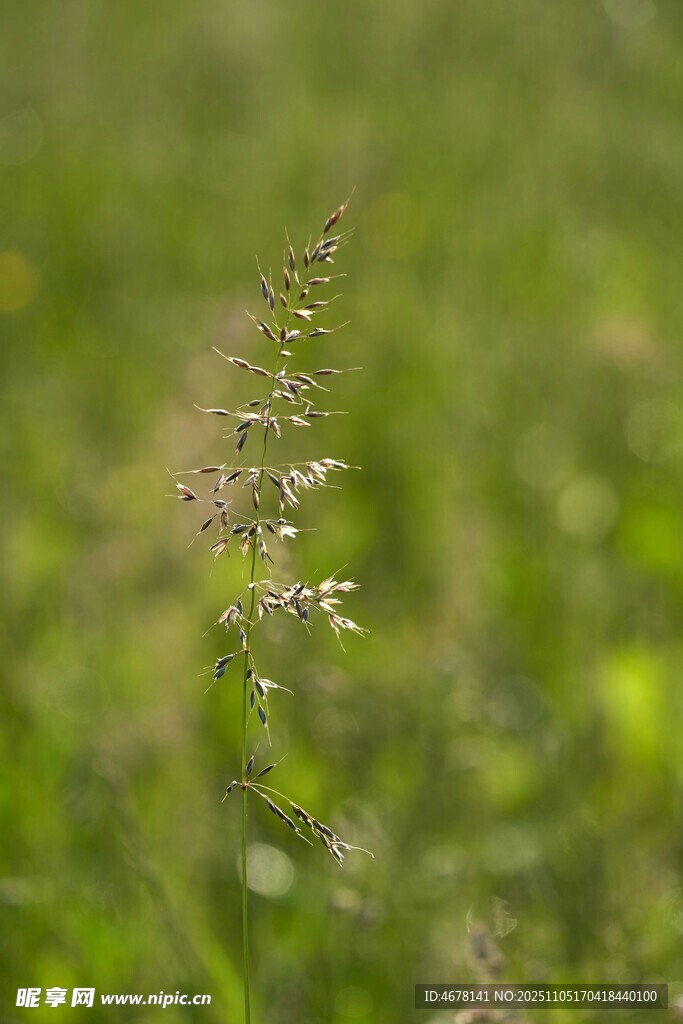 嫩綠草叢中的纖細(xì)植物