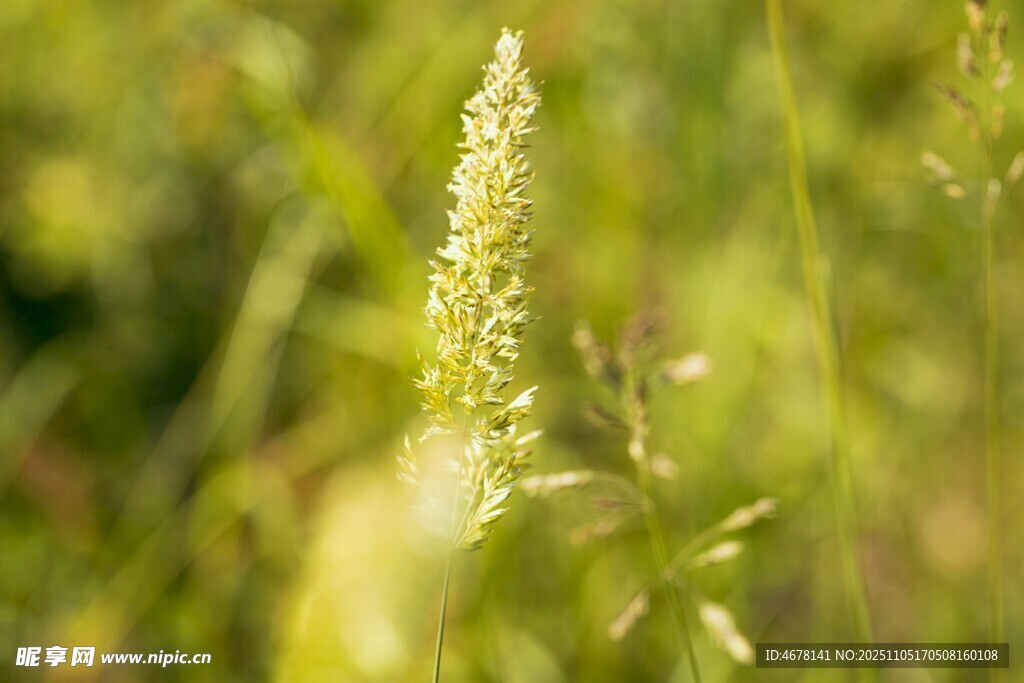 陽光下的嫩綠野草