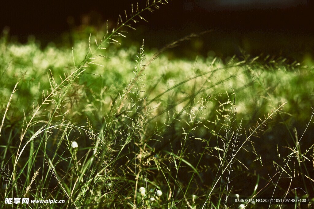 陽光下的翠綠草地