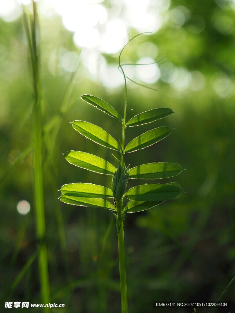 陽光下的嫩綠葉片