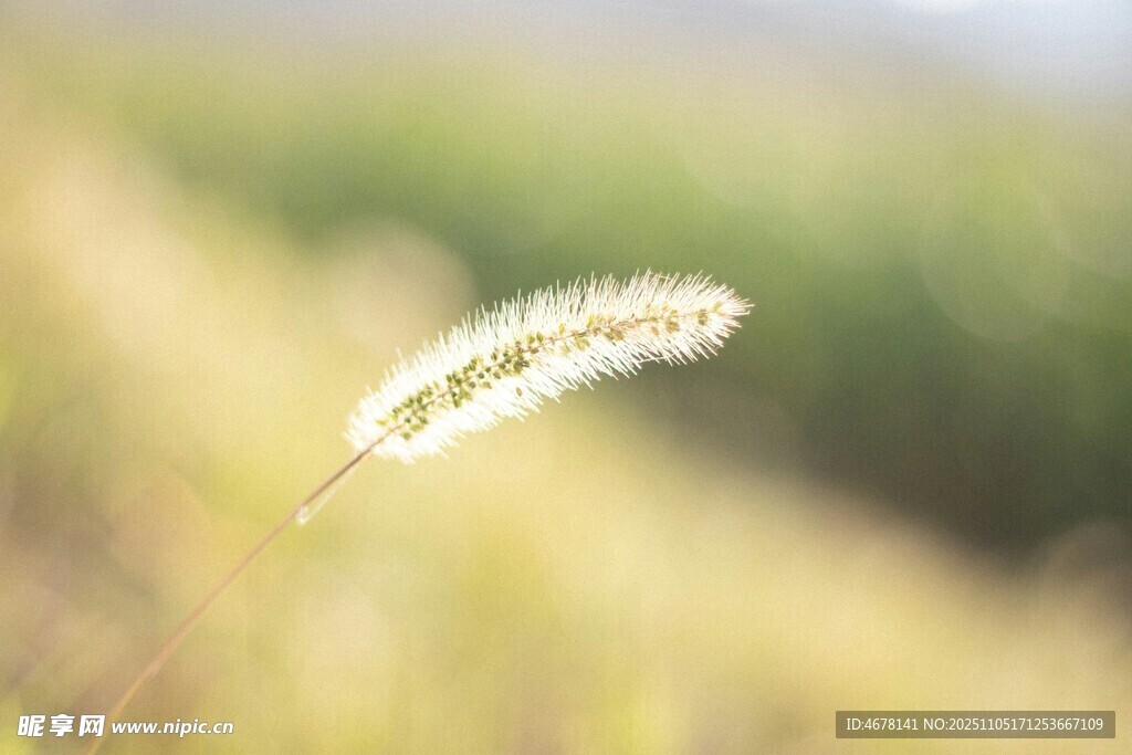 風(fēng)中搖曳的狗尾草
