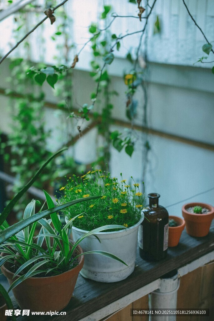 窗邊綠植生機盎然的小角落