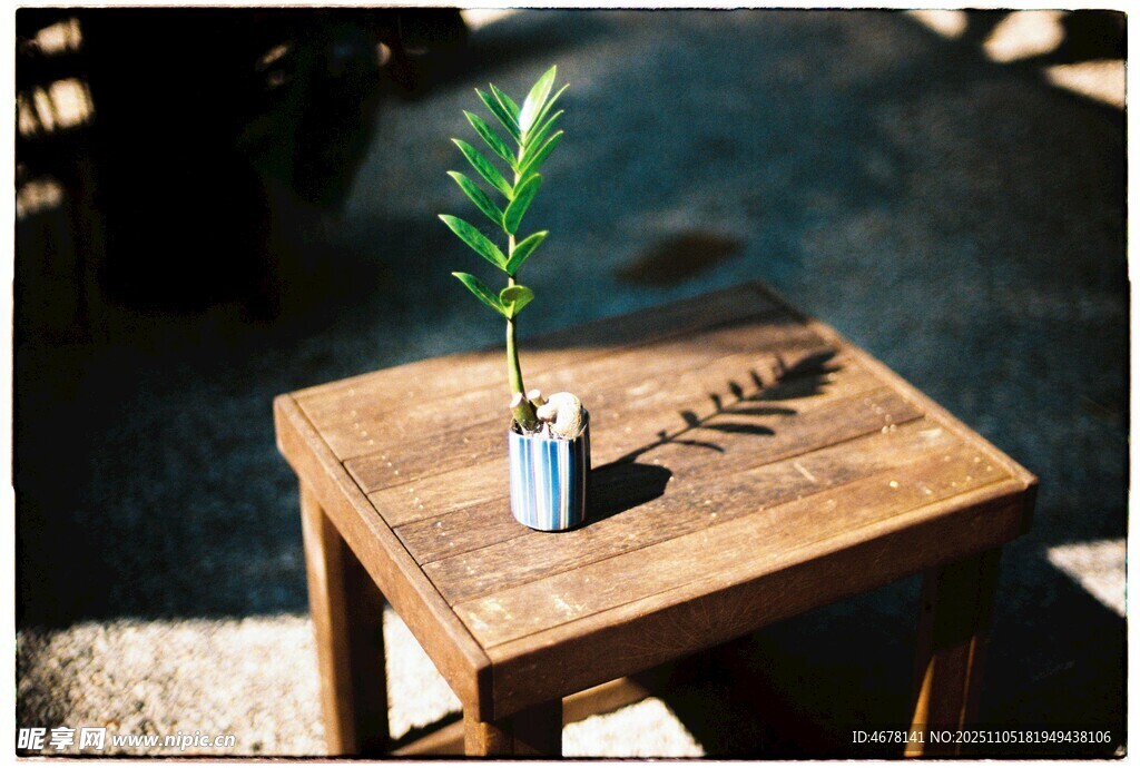 木桌上的綠植與松果