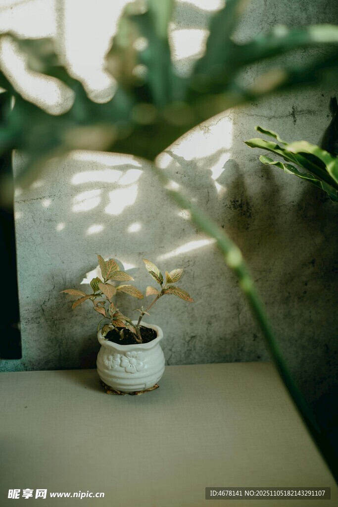 窗邊小盆栽靜謐小美好