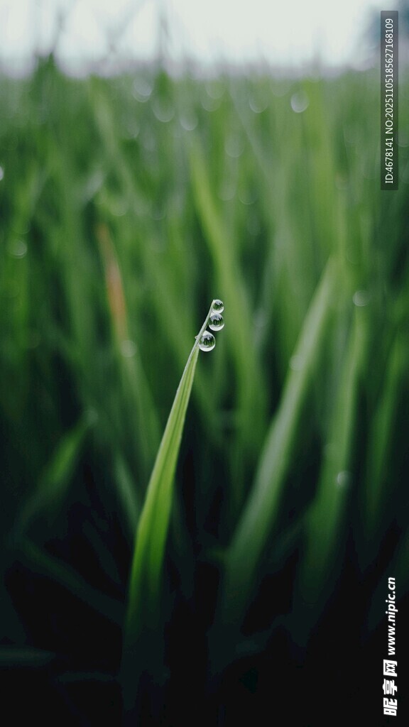 嫩綠草尖上的晶瑩露珠