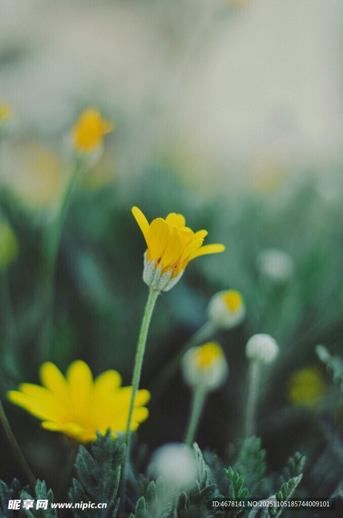 春日綻放的黃色小花