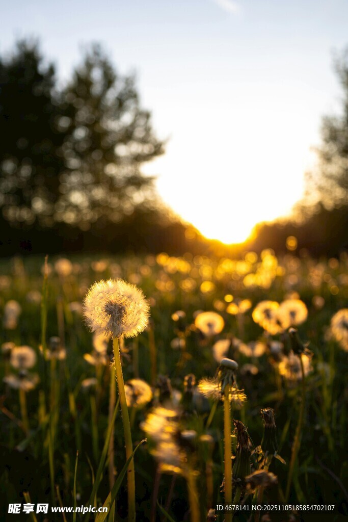 夕陽下的蒲公英花海