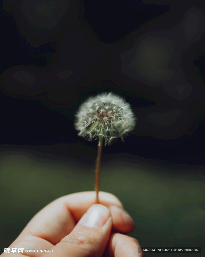 手中的蒲公英