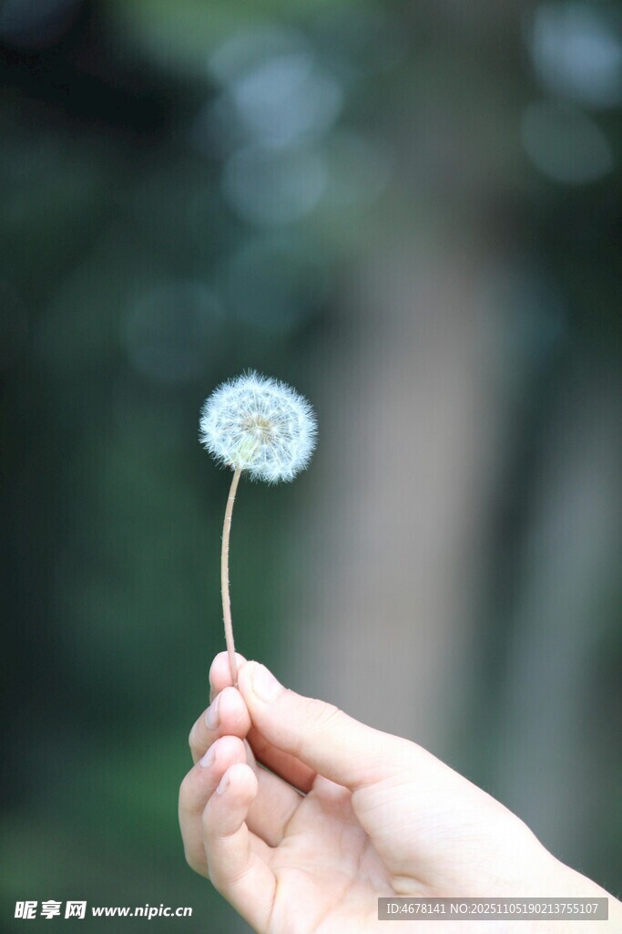 手托蒲公英的清新瞬間