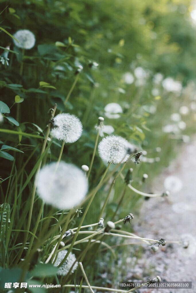 路邊蒲公英清新自然景