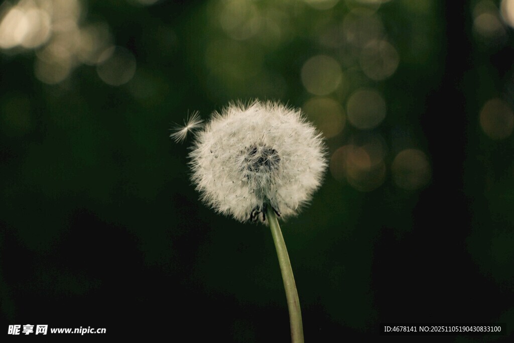 孤獨蒲公英綻于綠意間