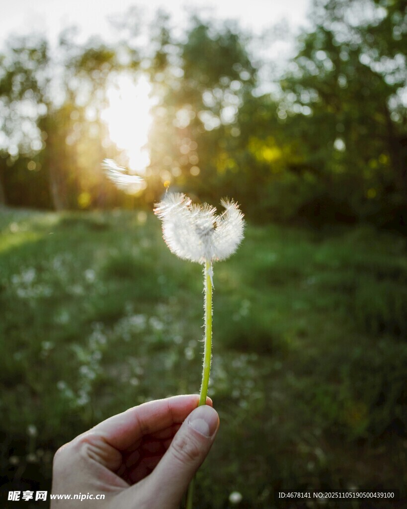 手捧蒲公英于綠意中