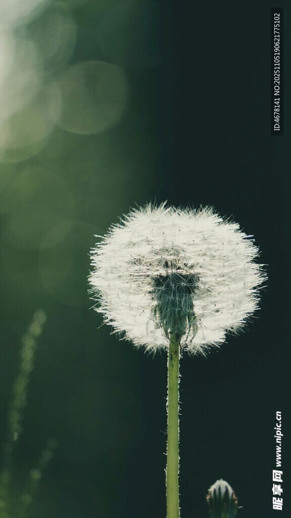 陽光下的蒲公英