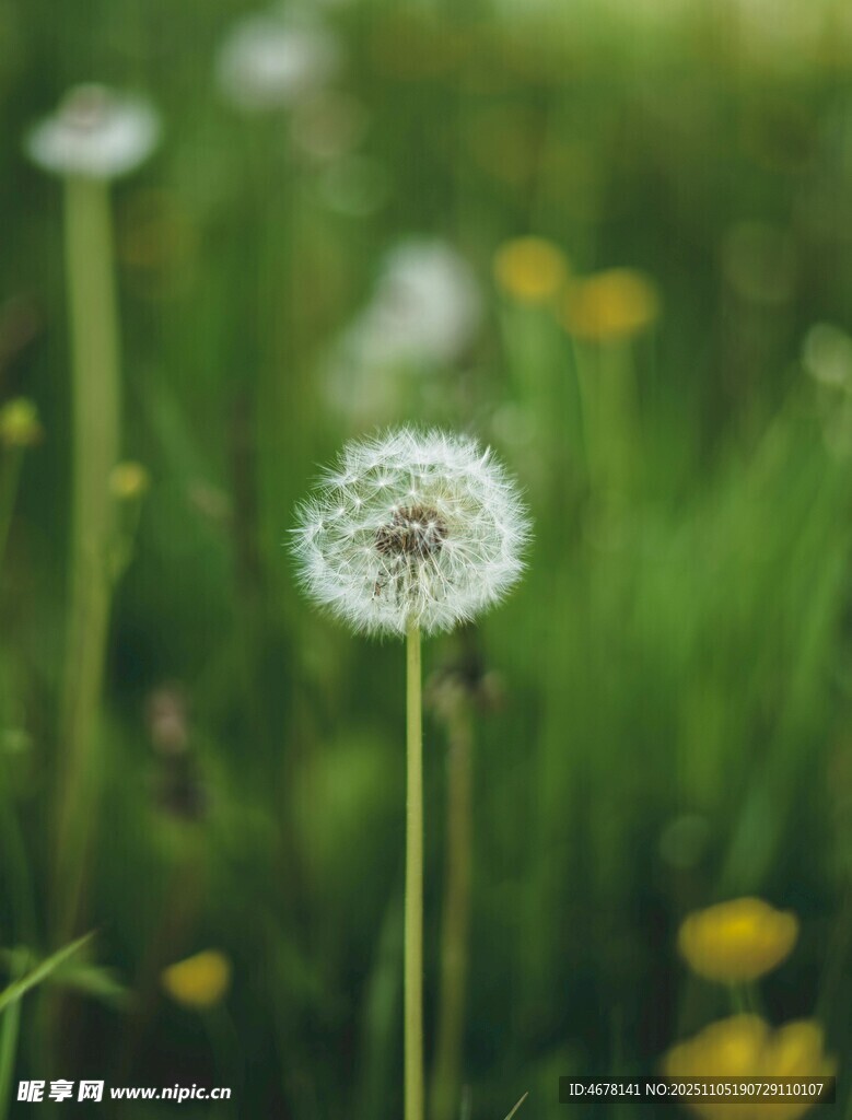 田野中的蒲公英