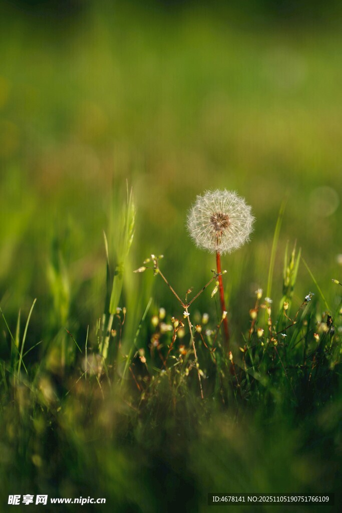 草地上的蒲公英