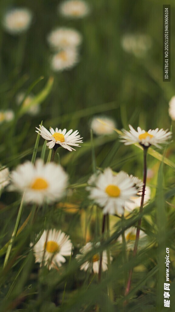 草地上的白色雛菊綻放