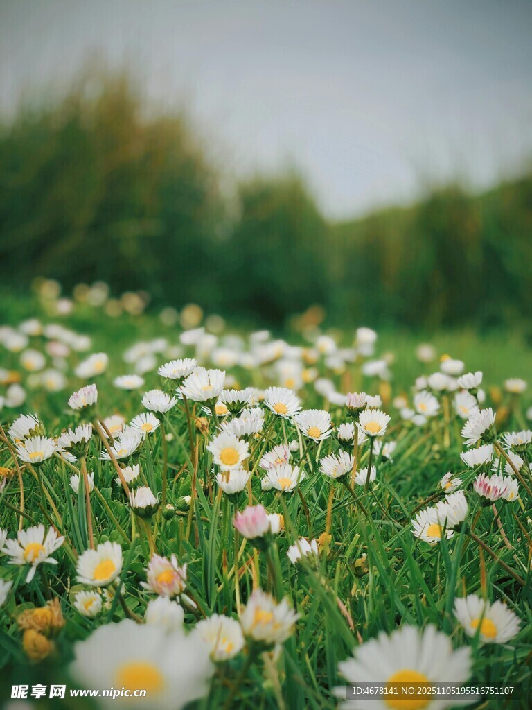 春日雛菊盛放的清新草地