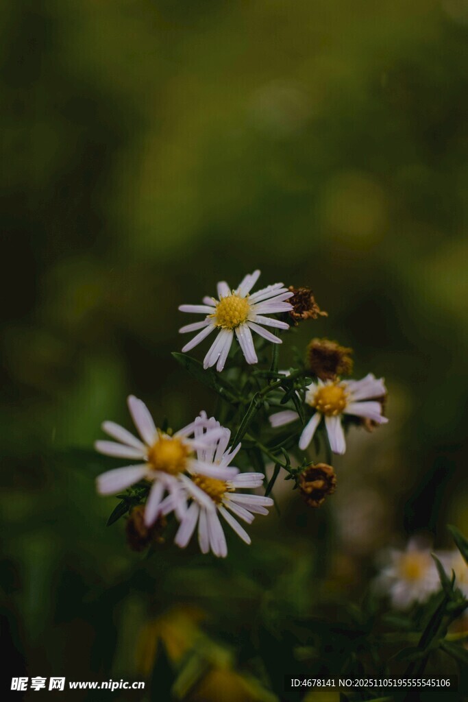 清新雛菊綻放綠意間