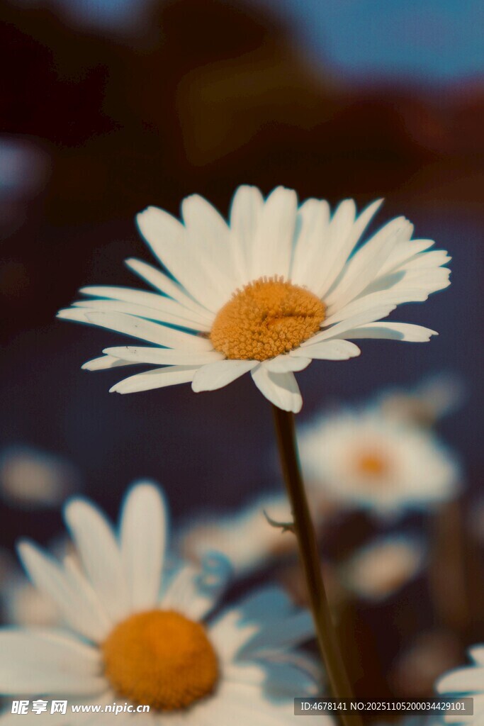 綻放的美麗雛菊