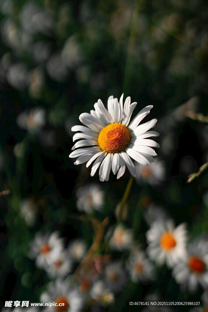 單朵雛菊綻放于花叢中