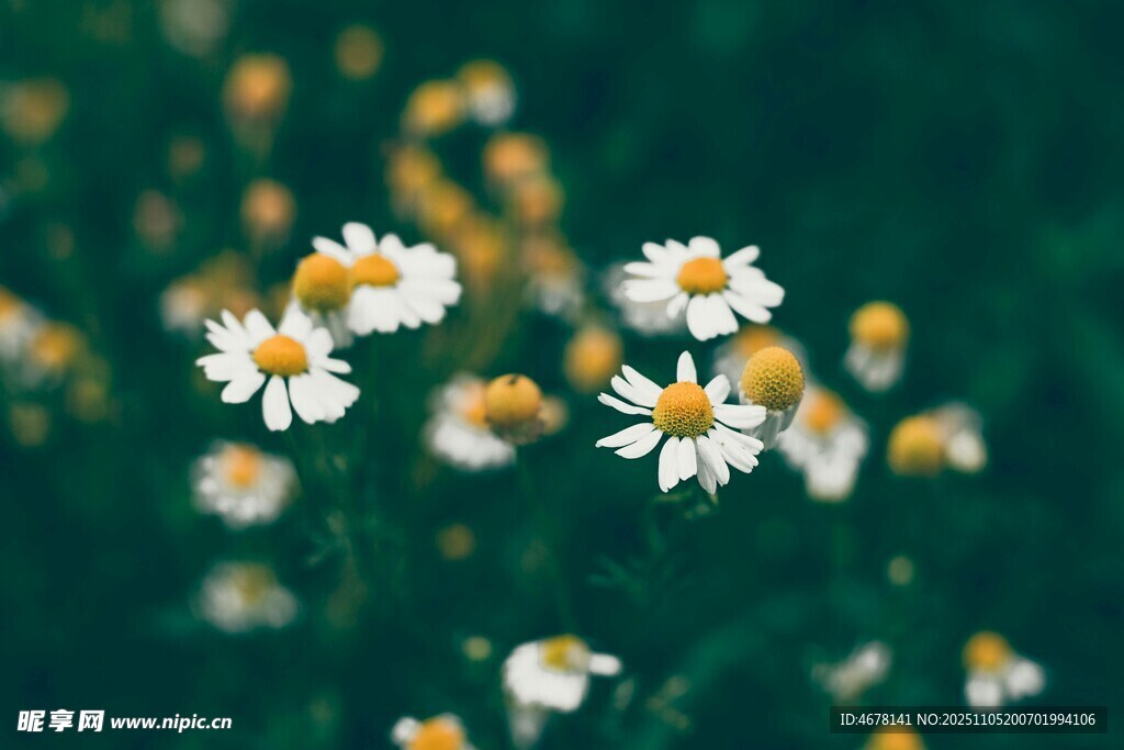 清新雛菊綻放綠意間